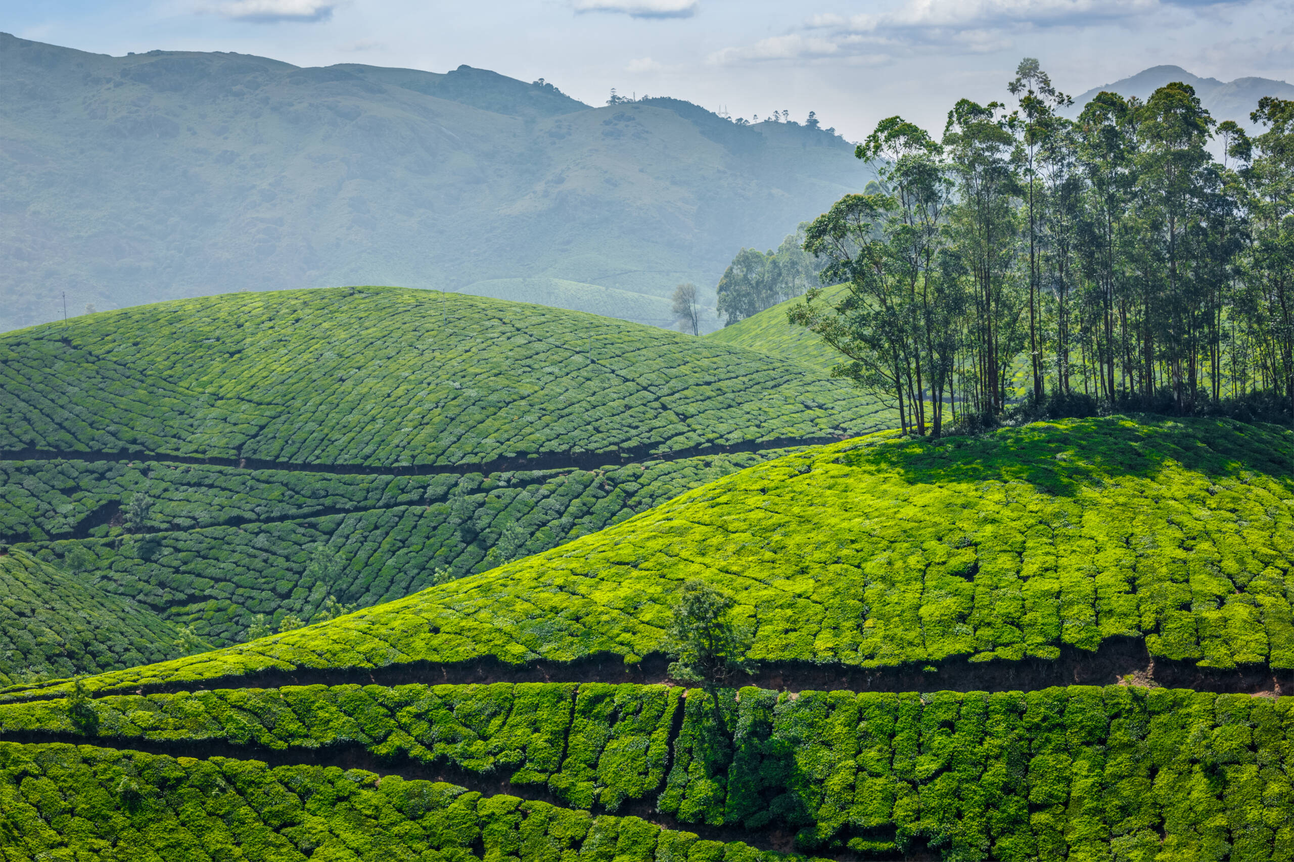 Silver Oaks Nature Retreat Munnar